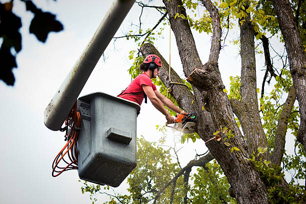 Best Tree Health Inspection  in Tres Arroyos, NM